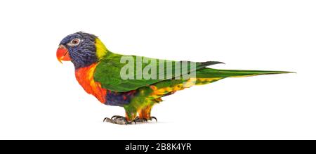 Rainbow Lorikeet, Trichoglossus moluccanus, isolato Foto Stock