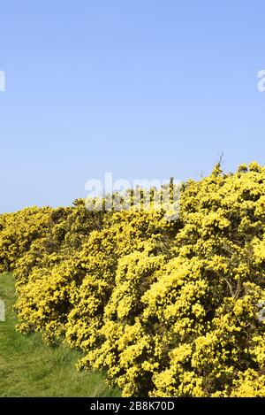 Gorse giallo brillante in Scozia contro un cielo blu. Il Gorse o ulex è un genere di piante della famiglia delle Fabaceae. Il genere comprende circa 20 Foto Stock