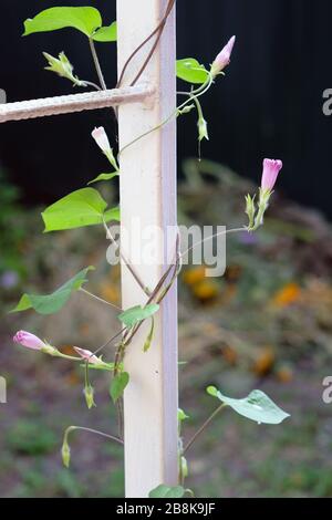 Una pianta mattina-gloria avvolge una recinzione di ferro, gemme arricciate. Fiori ricci in rapida crescita per decorare pergolati, verande e recinzioni. Foto Stock