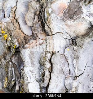 Struttura di un tronco di albero Foto Stock