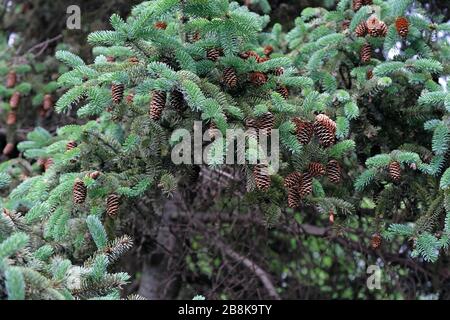 Rami verdi di un albero di Natale con coni. Albero di Natale con coni in un giardino botanico. Foto Stock