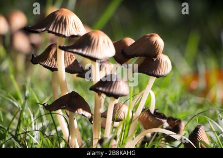 Molti funghi con fondo d'erba Foto Stock