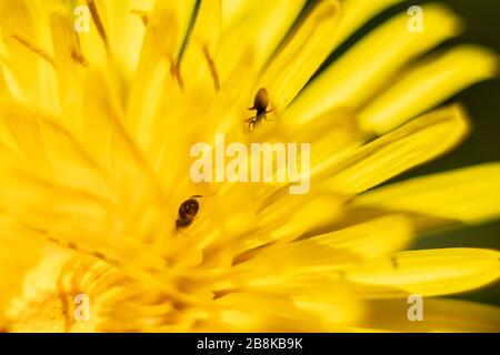 Ant su un fiore Foto Stock
