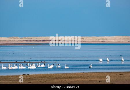 John Muir Country Park, East Lothian, Scozia, Regno Unito. 22 marzo 2020. UK Weather: Fauna selvatica al sole di primavera nell'estuario del Tyne con decine di cigni muti che si riungono nelle merende Foto Stock