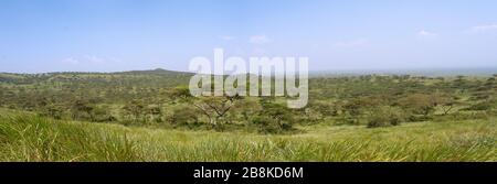 I caratteristici boschi di acacia e albizia del Queen Elizabeth National Park rendono un tipico scenario dell'Africa orientale di un misto savana/bosco Foto Stock