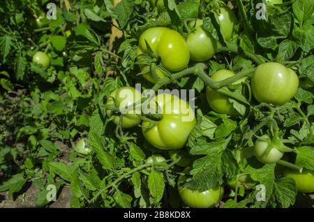 Concetto di agricoltura. Pomodori verdi crescente sul ramo Foto Stock