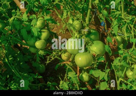 Agricoltura naturale concetto. Pomodori verdi che crescono sul ramo Foto Stock