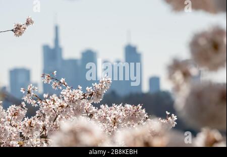 22 marzo 2020, Hessen, Francoforte sul meno: Fiori di ciliegio fioriscono sul Lohrberg di fronte allo skyline. Foto: Andreas Arnold/dpa Foto Stock