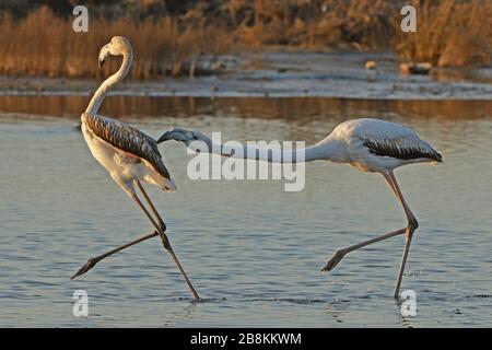 i fenicotteri combattono al tramonto Foto Stock