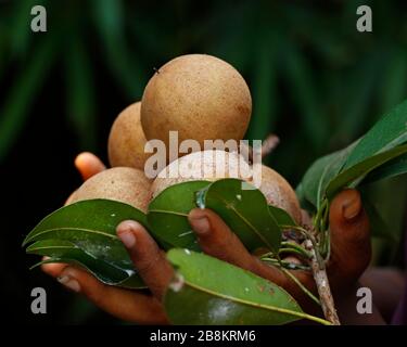 uomo che detiene una partita di frutta sapota Foto Stock