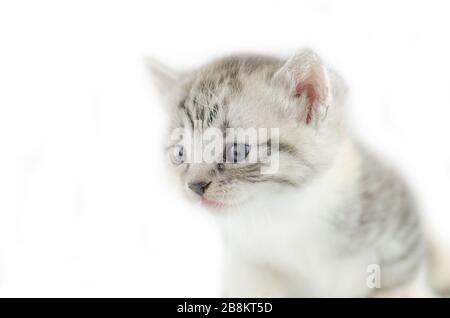 Ritratto di gattino di cinque settimane. Piccoli simpatici gattini divertenti Foto Stock