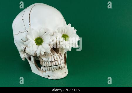 Immagine ad alto contrasto di un cranio con fiori nelle sedi degli occhi su sfondo verde. Foto Stock
