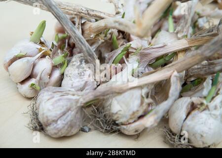 Aglio con buccia e peeling su fondo bianco. Lunghi gambi d'aglio. Aglio isolato su fondo bianco . Foto Stock