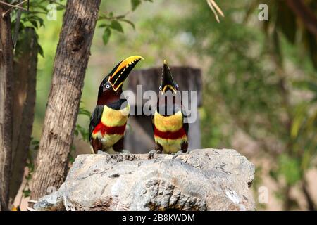 Aracari castanho (Pteroglossus castanotis) - Pantanal, Mato Grosso, Brasile Foto Stock