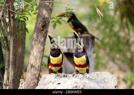 Aracari castanho (Pteroglossus castanotis) - Pantanal, Mato Grosso, Brasile Foto Stock