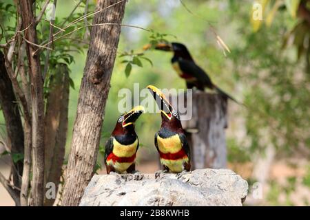 Aracari castanho (Pteroglossus castanotis) - Pantanal, Mato Grosso, Brasile Foto Stock