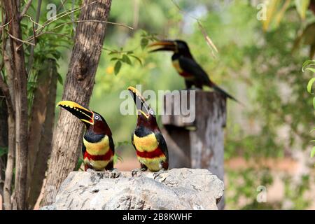 Aracari castanho (Pteroglossus castanotis) - Pantanal, Mato Grosso, Brasile Foto Stock