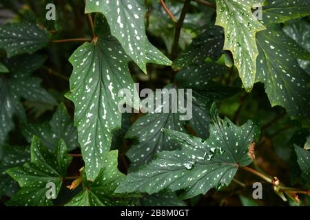 'Begonia Aconitifolia' casa tropicale o giardino pianta con profondamente dentato o lobato foglie con punti bianchi, endemico al Brasile Foto Stock