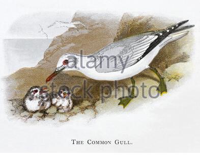 Gabbiano comune (Larus canus), illustrazione vintage pubblicata nel 1898 Foto Stock