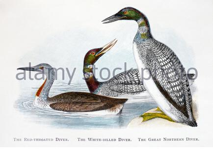 Red Throated Diver (Gavia stellata), White fatted Diver (Gavia adamsii), Great Northern Diver (Gavia immer), illustrazione vintage pubblicata nel 1898 Foto Stock