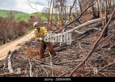 I vigili del fuoco americani aiutano a rimuovere i detriti dal fuoco della torba il 18 febbraio 2020 a Victoria, Australia. L'area è stata devastata nei 2019 incendi boschivi e si sta lentamente riprendendo quando le piante iniziano a germogliare. Foto Stock