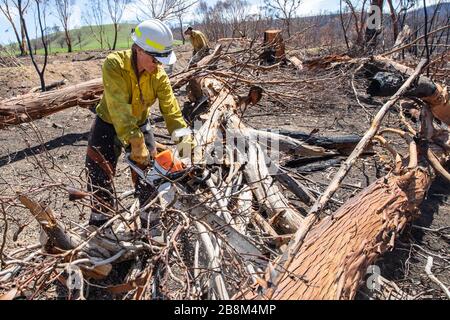I vigili del fuoco americani aiutano a eliminare i detriti dagli incendi del complesso Peat and Tambo il 18 febbraio 2020 a Victoria, Australia. L'area è stata devastata nei 2019 incendi boschivi e si sta lentamente riprendendo quando le piante iniziano a germogliare. Foto Stock
