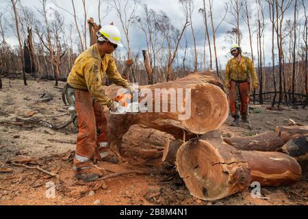I vigili del fuoco americani aiutano a eliminare i detriti dagli incendi del complesso Peat and Tambo il 18 febbraio 2020 a Victoria, Australia. L'area è stata devastata nei 2019 incendi boschivi e si sta lentamente riprendendo quando le piante iniziano a germogliare. Foto Stock
