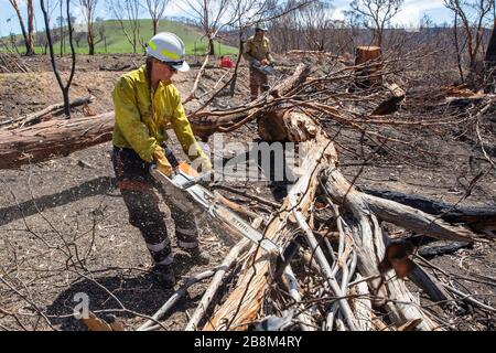 I vigili del fuoco americani aiutano a eliminare i detriti dagli incendi del complesso Peat and Tambo il 18 febbraio 2020 a Victoria, Australia. L'area è stata devastata nei 2019 incendi boschivi e si sta lentamente riprendendo quando le piante iniziano a germogliare. Foto Stock