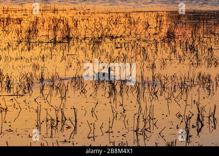 Anatra isolato Pintail nuoto al crepuscolo Foto Stock