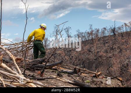 I vigili del fuoco americani aiutano a eliminare i detriti dagli incendi del complesso Peat and Tambo il 18 febbraio 2020 a Victoria, Australia. L'area è stata devastata nei 2019 incendi boschivi e si sta lentamente riprendendo quando le piante iniziano a germogliare. Foto Stock