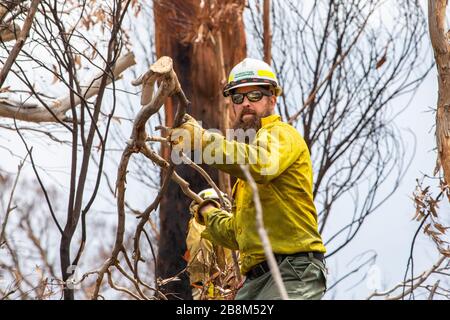 I vigili del fuoco americani aiutano a eliminare i detriti dagli incendi del complesso Peat and Tambo il 18 febbraio 2020 a Victoria, Australia. L'area è stata devastata nei 2019 incendi boschivi e si sta lentamente riprendendo quando le piante iniziano a germogliare. Foto Stock