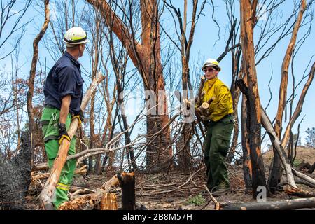 I vigili del fuoco americani e australiani cancellano i detriti dagli incendi del complesso di Peat e Tambo il 18 febbraio 2020 a Victoria, Australia. L'area è stata devastata nei 2019 incendi boschivi e si sta lentamente riprendendo quando le piante iniziano a germogliare. Foto Stock