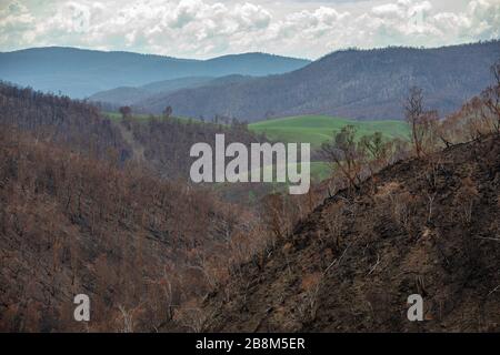 Prati verdi circondati da colline bruciate dai fuochi del complesso Peat and Tambo 18 febbraio 2020 a Victoria, Australia. L'area è stata devastata nei 2019 incendi boschivi e si sta lentamente riprendendo quando le piante iniziano a germogliare. Foto Stock