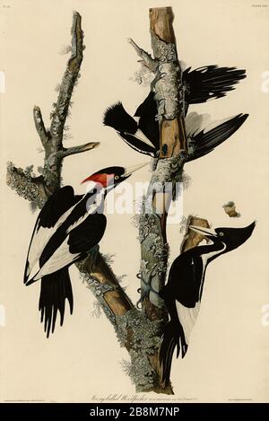 Plate 66 Woodpecker avorio-fatturato, da The Birds of America Folio (1827–1839) di John James Audubon - immagine modificata ad altissima risoluzione e qualità Foto Stock