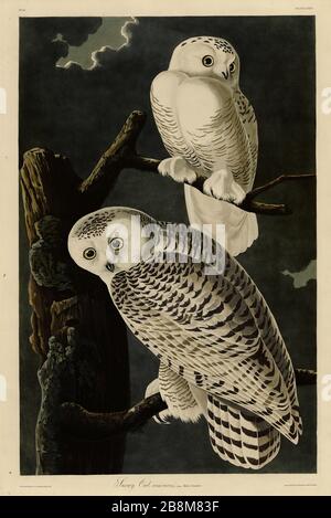 Plate 121 Snowy Owl, from the Birds of America Folio (1827–1839) di John James Audubon - immagine modificata ad altissima risoluzione e qualità Foto Stock