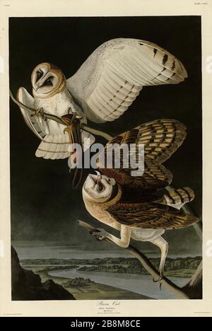 Plate 171 Barn Owl, from the Birds of America Folio (1827–1839) di John James Audubon - immagine modificata ad altissima risoluzione e qualità Foto Stock