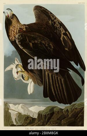 Plate 181 Goldon Eagle, from the Birds of America folio (1827–1839) di John James Audubon - immagine modificata ad altissima risoluzione e qualità Foto Stock