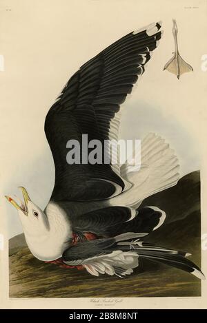 Plate 241 Black Backed Gull, from the Birds of America Folio (1827–1839) di John James Audubon - immagine modificata ad altissima risoluzione e qualità Foto Stock