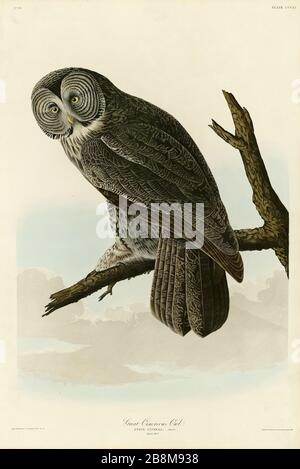 Plate 351 Great Cinereous Owl (Great Gray Owl) The Birds of America Folio (1827–1839) di John James Audubon, immagine modificata di altissima qualità Foto Stock