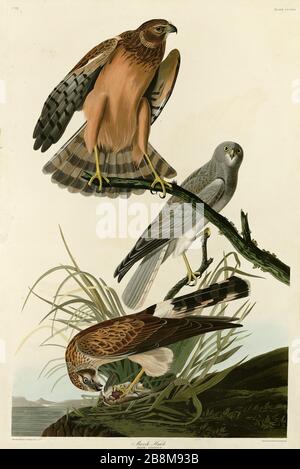 Plate 356 Marsh Hawk (Northern Harrier) from the Birds of America Folio (1827–1839) di John James Audubon - immagine modificata di altissima qualità Foto Stock