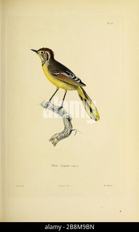 Minla a forma di bar o minla a coda di castagno (Actinodura Strigula), o anche siva a forma di bar [qui come Siva Strigula], da souvenir d'un voyage dans l'Inde exécuté de 1834 à 1839 (un viaggio in India) di Delessert, Adolphe, pubblicato a Parigi nel 1843 Foto Stock