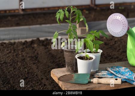 Su un tavolo di legno si trovano tre giovani piantine di pomodoro e pepe in tazzine di plastica. Nelle vicinanze si trova un giardino di irrigazione lattina, una pala da giardino verde e blu glov Foto Stock