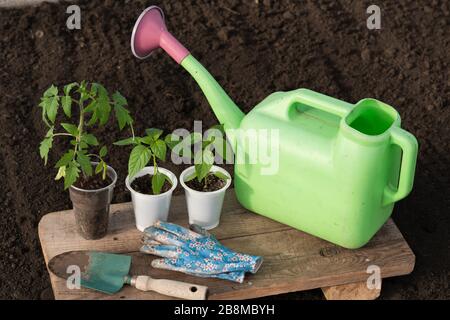 Su un tavolo di legno si trovano tre giovani piantine di pomodoro e pepe in tazzine di plastica. Nelle vicinanze si trova un giardino di irrigazione lattina, una pala da giardino verde e blu glov Foto Stock