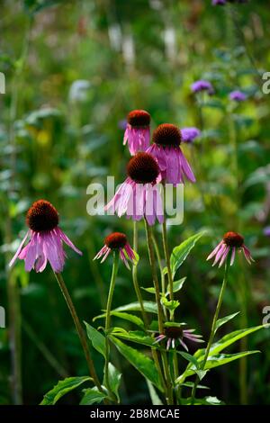 echinacea purpurpurea, viola pallido coneflower, coneflowers, fiore, fiori, ritratti di piante, perenni, confine misto, combinazione di piantagione mista, RM Floral Foto Stock