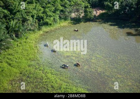 Cavalli che si nutrano a Pond, Aquidauana, Mato Grosso do sul, Brasile Foto Stock
