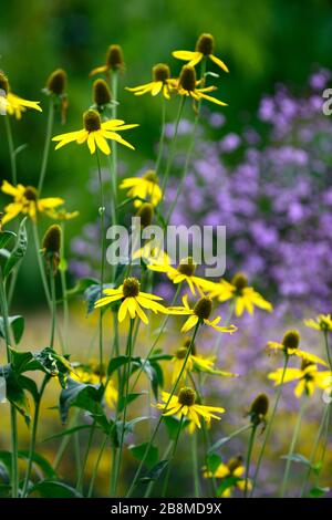 Rudbeckia laciniata Herbstsonne, Cutleaf coneflower, fiore giallo con cono centrale verde, rudbeckias, talictrum delayvii in background, giardino perenne Foto Stock