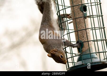 Scoiattolo grigio su un alimentatore a prova di scoiattolo Foto Stock
