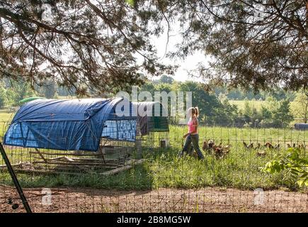 Donna che alimenta polli gamma libera Foto Stock