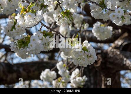 Fioritura primaverile su un albero di ciliegio selvatico (prunus avium) Foto Stock