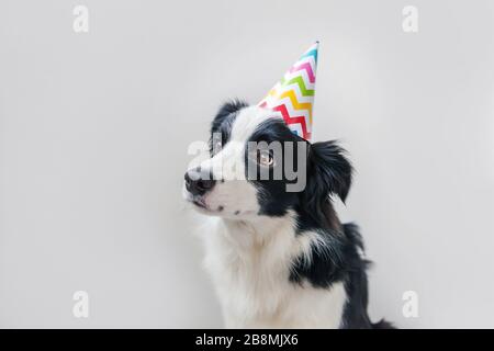 Ritratto divertente di cute sbavatura bordo del cane cucciolo collie indossare compleanno stupido cappello guardando la fotocamera isolato su sfondo bianco. Buon concetto di festa di compleanno. Animali da compagnia divertenti vita Foto Stock